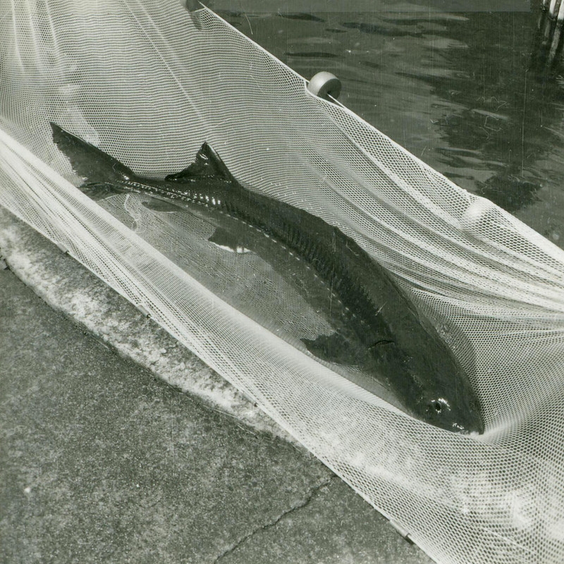 1972_herman_ the_sturgeon_roaring_river_hatchery_5x5.jpg Oregon
